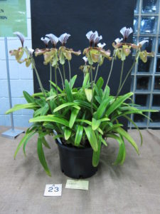 Paph gratrixianum, grown by Max Bomford - Champion Orchid, Champion Paph, Champion Specimen and Best Exhibit by an Open Grower