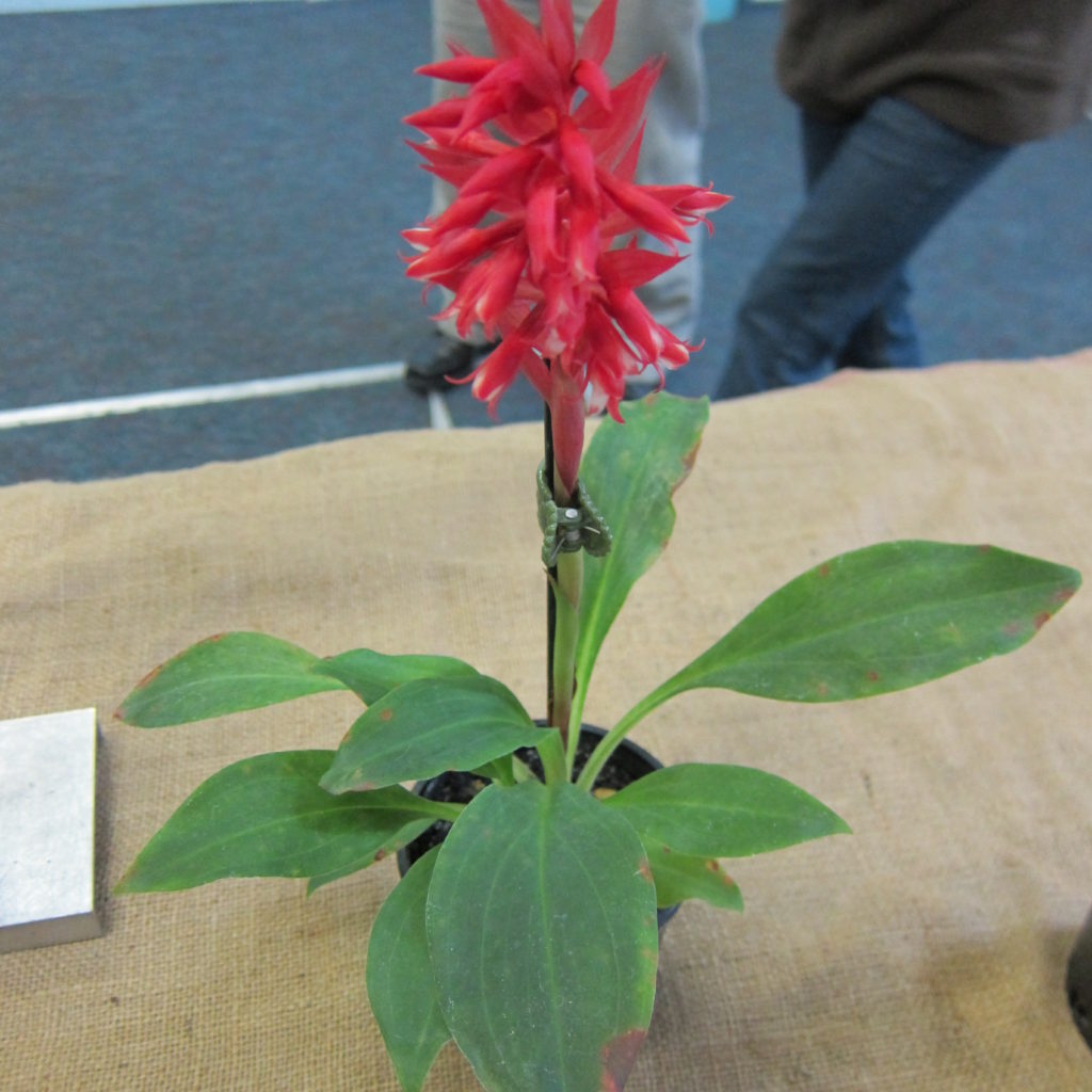 Stenorrhynchus Speriosus, Grown By Dieter Weise - First Flowering Seedling 1st Place