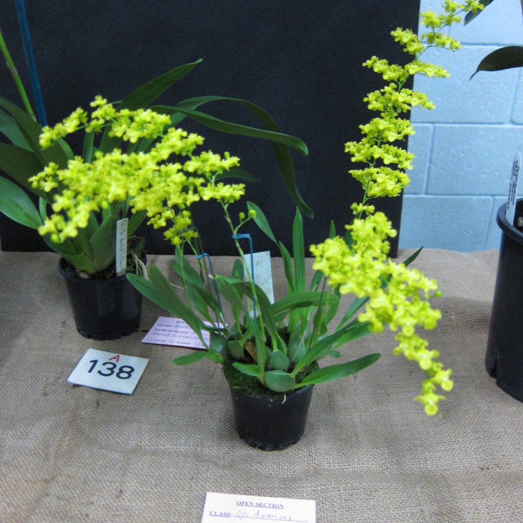 Oncidium Cheirophorum, Grown By Dieter Weise, Champion Species Winter Show