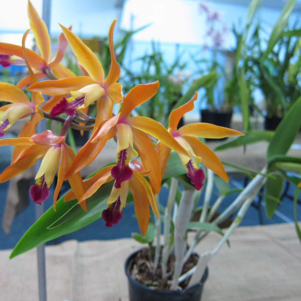 Cat Chocolate Treat X (Wings Of Red X Calminant), Grown By Barry Robinson - Best Exhibit In The Intermediate Section