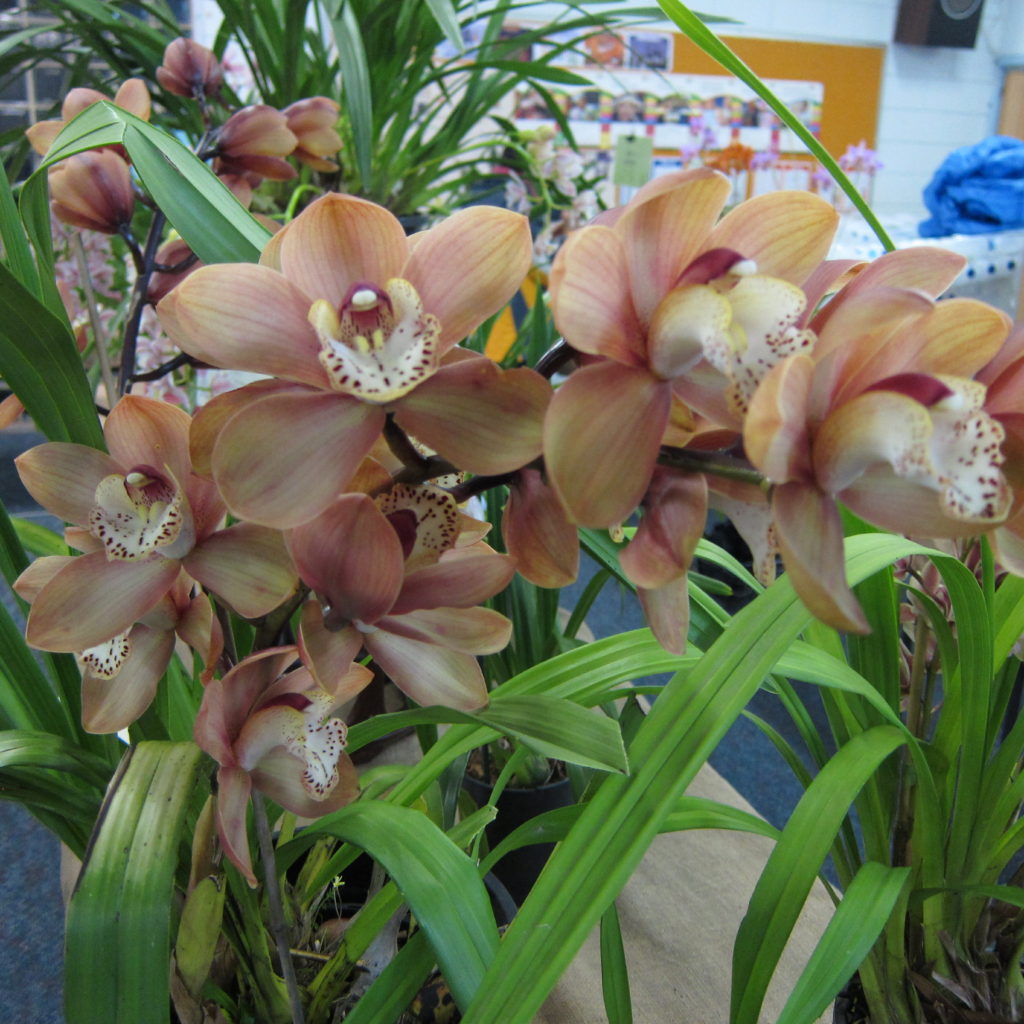 Cym Unknown, Grown By Jeanette Healy, Best Cymbidium Of The Winter Show (other Than Open Section)