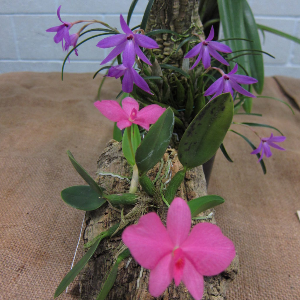 Isabelia Violacea (back) And Cat Wittigiana (front), Grown By Dieter Weise