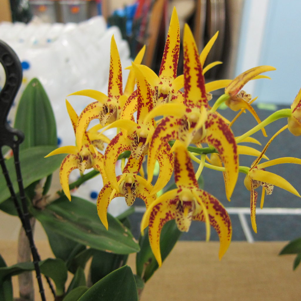 Den Avril's Gold 'Ray', Grown By David Cannon