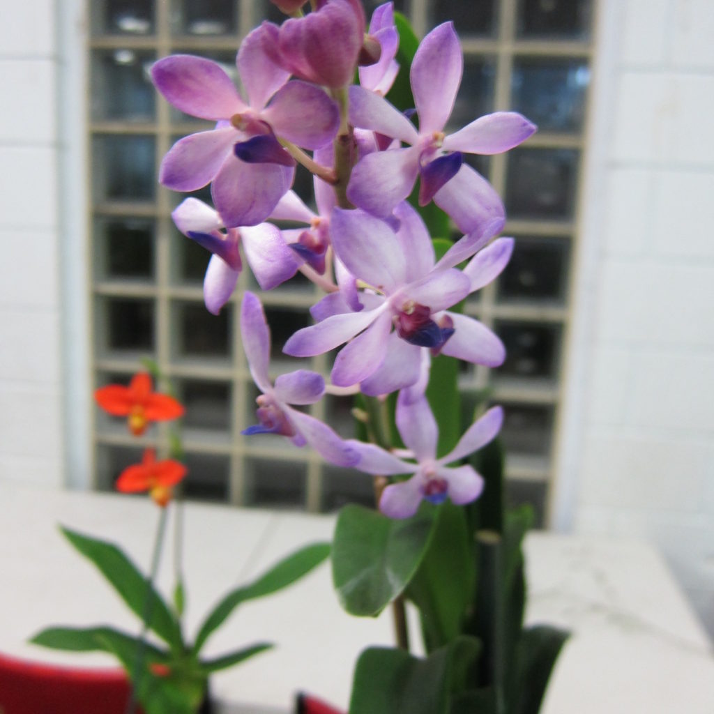 Porterara Blue Boy 'Jill', Grown By David Cannon