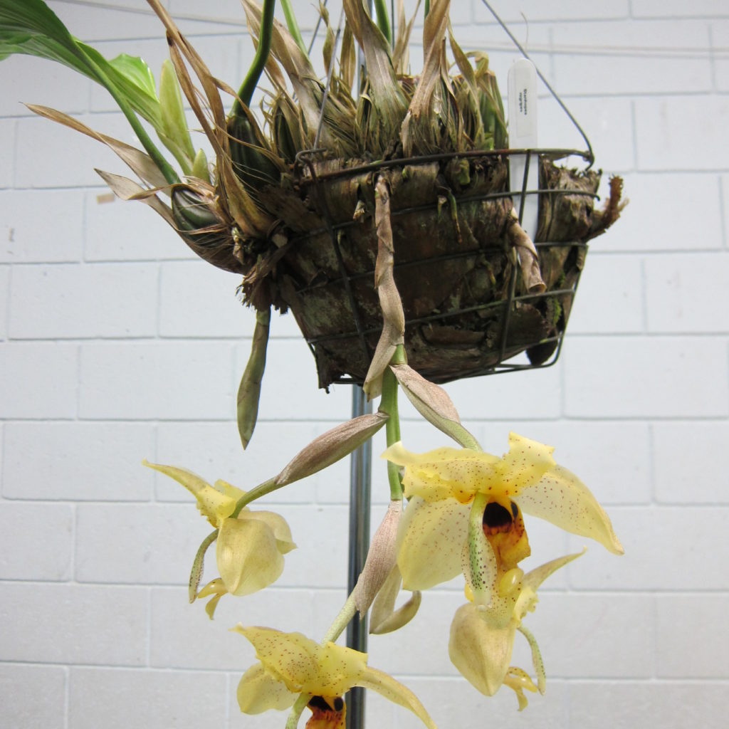 Stanhopea Nigripes, Gronw By Dieter Weise
