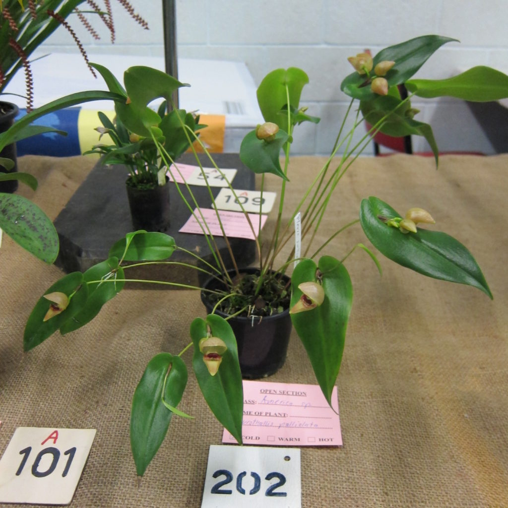 Pleurothallis Palliolata, Grown By Dieter Weise